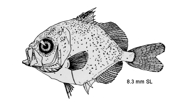 Caranx latus