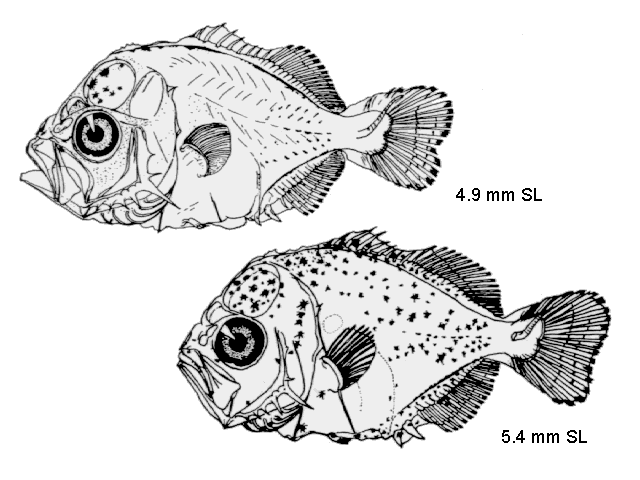 Caranx latus