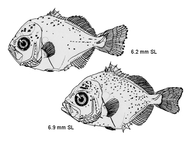 Caranx latus