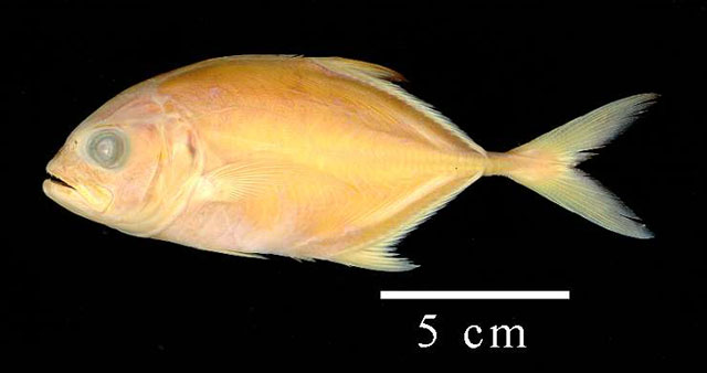 Caranx latus