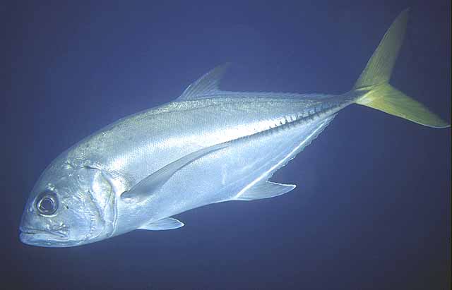 Caranx latus