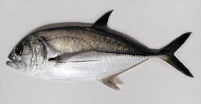 Caranx latus