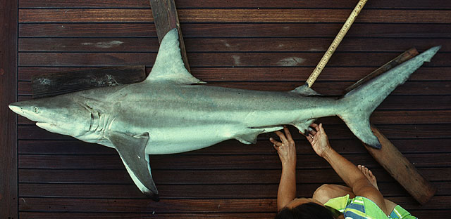 Carcharhinus limbatus