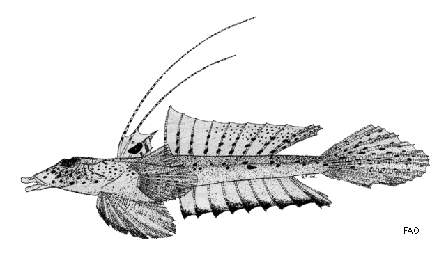 Callionymus limiceps