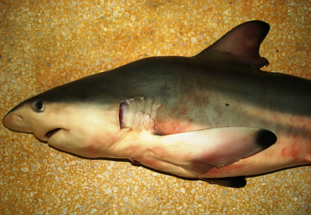 Carcharhinus limbatus