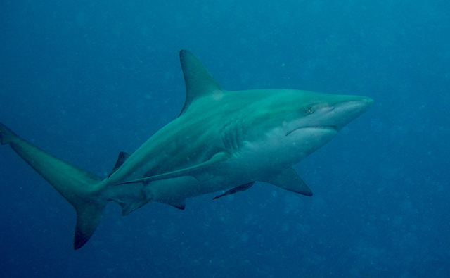 Carcharhinus limbatus