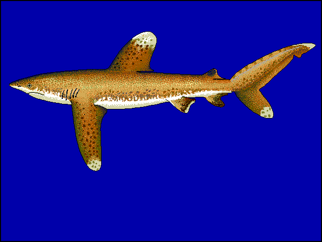 Carcharhinus longimanus