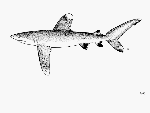 Carcharhinus longimanus