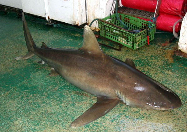 Carcharhinus longimanus