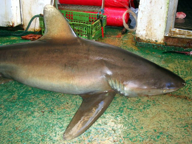 Carcharhinus longimanus