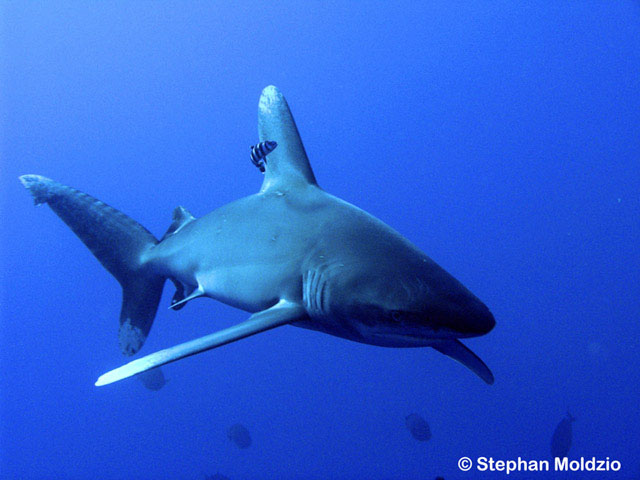 Carcharhinus longimanus