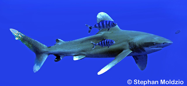 Carcharhinus longimanus