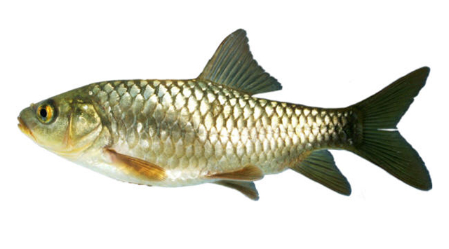 Carasobarbus luteus