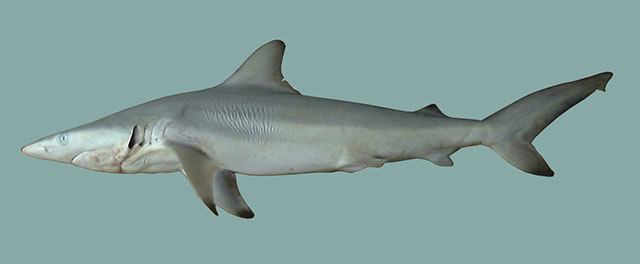 Carcharhinus macloti