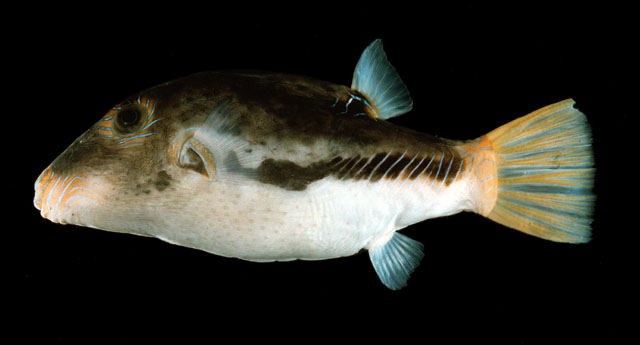 Canthigaster marquesensis