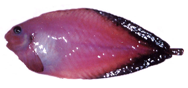 Careproctus marginatus