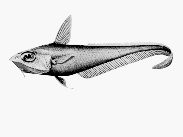 Coelorinchus mirus