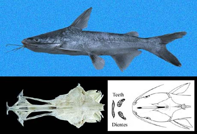 Cathorops multiradiatus