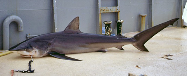 Carcharhinus obscurus