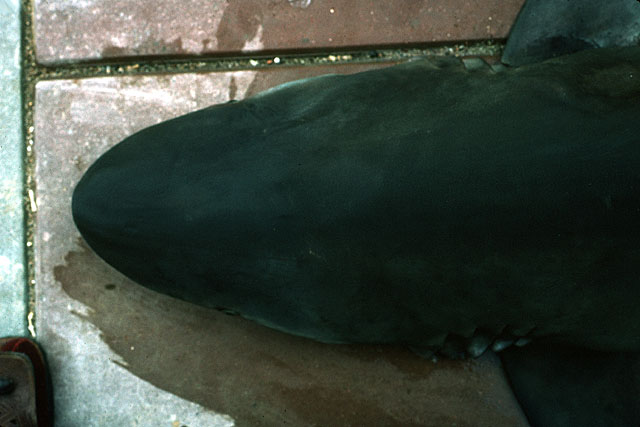 Carcharhinus obscurus