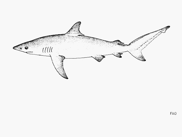 Carcharhinus obscurus