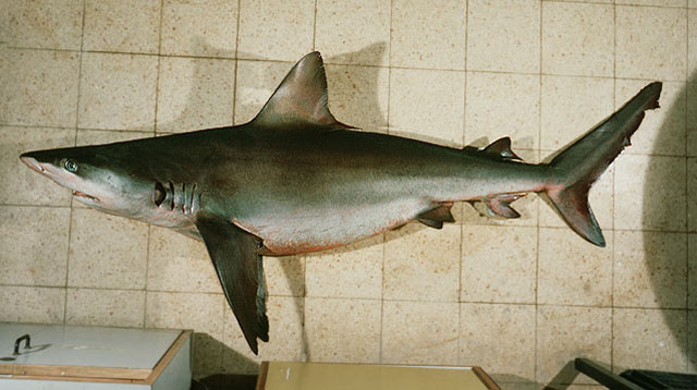 Carcharhinus obscurus