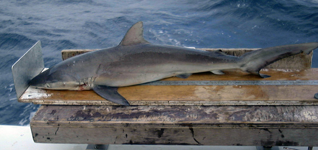 Carcharhinus obscurus