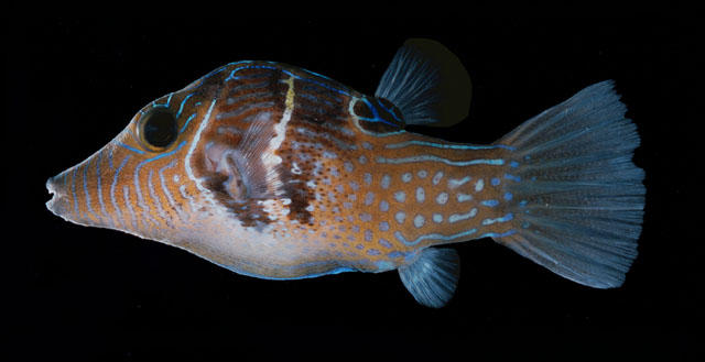 Canthigaster ocellicincta