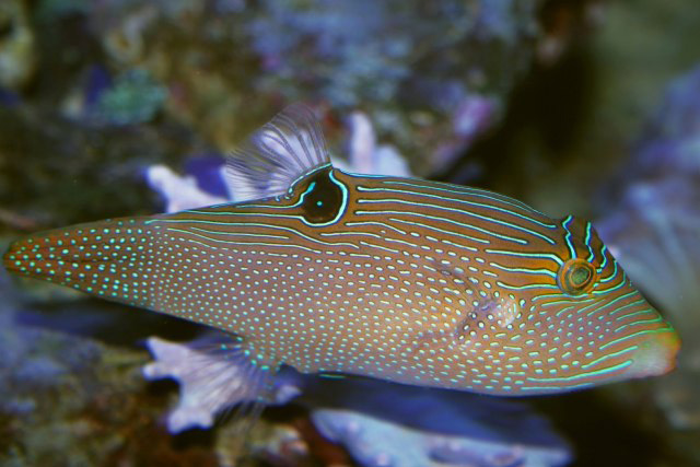 Canthigaster papua