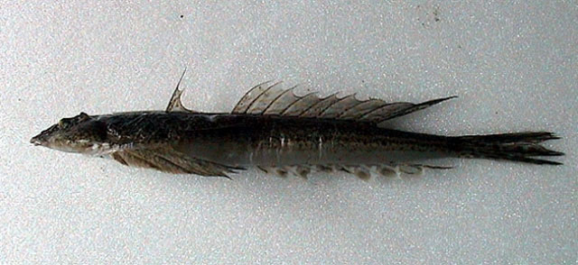 Callionymus planus