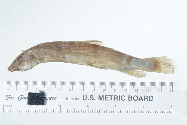 Catostomus platyrhynchus