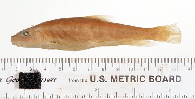 Catostomus plebeius