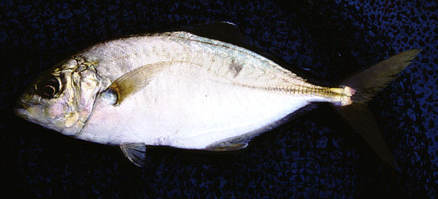 Carangoides praeustus