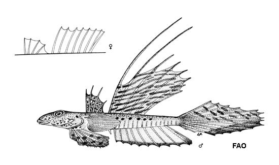 Callionymus pusillus