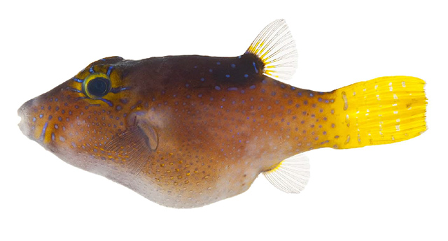 Canthigaster rapaensis