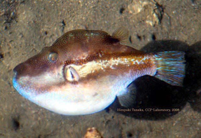 Canthigaster rivulata