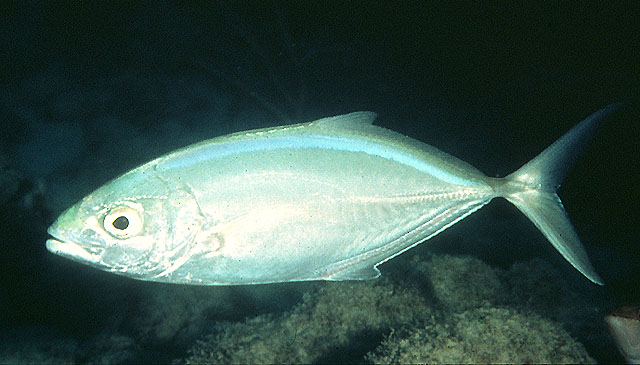 Caranx ruber