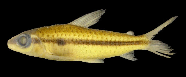 Caenotropus schizodon