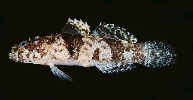Callogobius sclateri