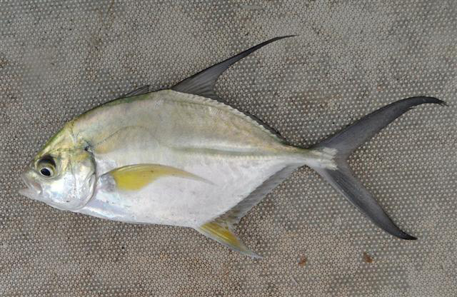Caranx senegallus