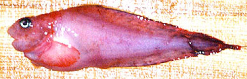 Careproctus simus