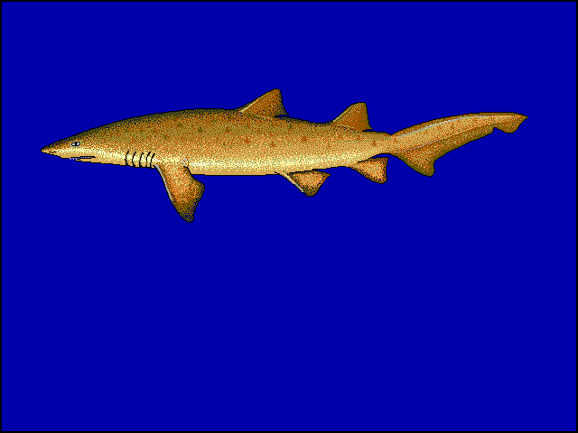 Carcharias taurus