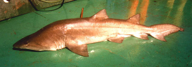 Carcharias taurus