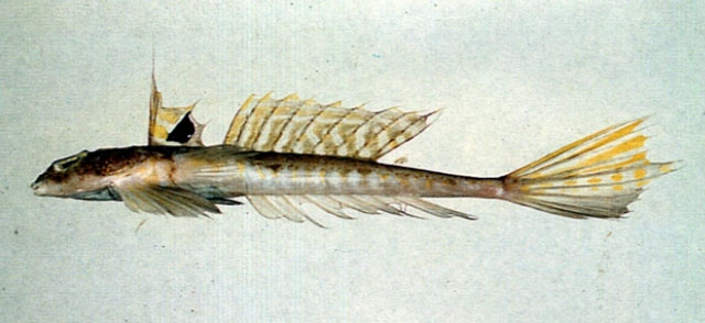 Callionymus valenciennei