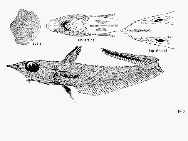 Coelorinchus ventrilux