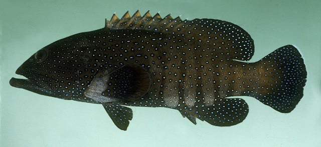 Cephalopholis argus