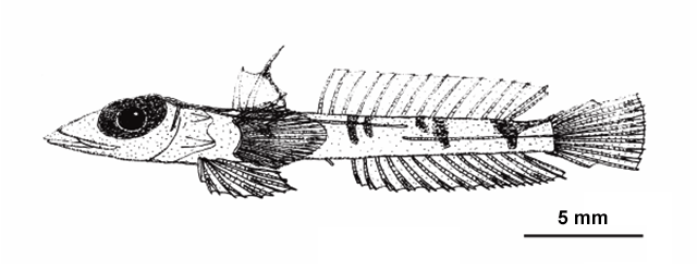 Centrodraco atrifilum