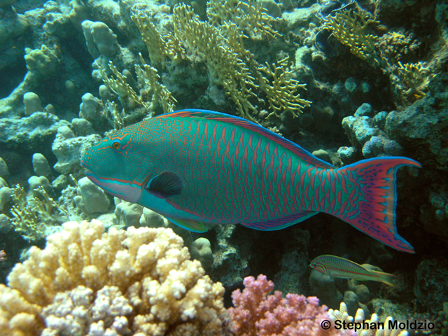 Cetoscarus bicolor