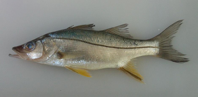 Centropomus ensiferus