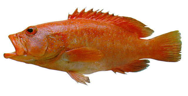 Cephalopholis fulva